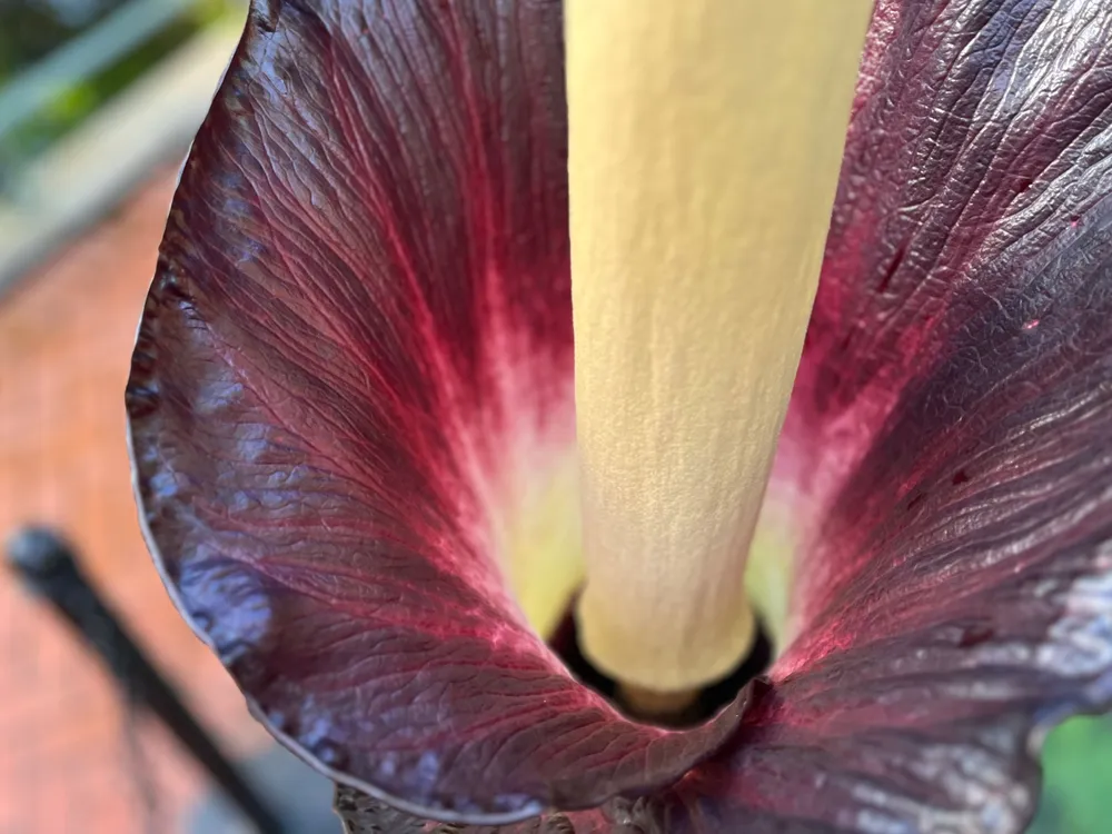a view looking down on a corpse flower, with its long yellow spadix pointing up and a deep purple color on the inside of the petal-like spathe around it