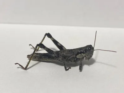 Field zoologist Andrew Rapp caught an adult female Appalachian grasshopper on the side of the road in Augusta County, Virginia.