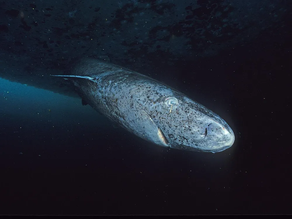 Large shark swimming toward the camera underwater