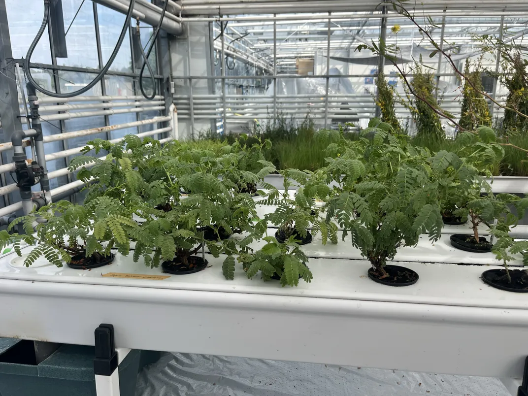 Antony van der Ent's greenhouse