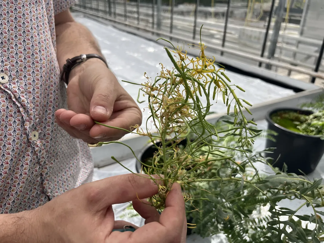 Stanleya at a greenhouse at Wageningen University & Research in the Netherlands