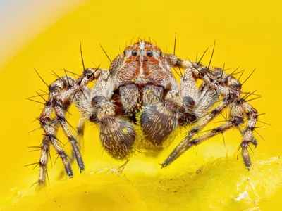 Lynx Spider by Manfred Auer won third place in the invertebrate portrait category of this year&#39;s&nbsp;Close-up Photographer of the Year contest.