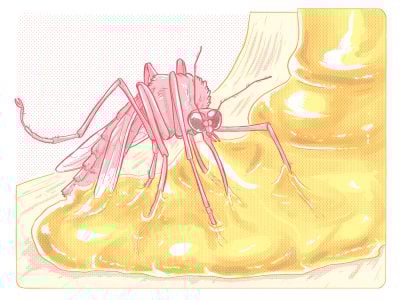 A mosquito stuck in resin is on its way to becoming a fossil preserved in amber.