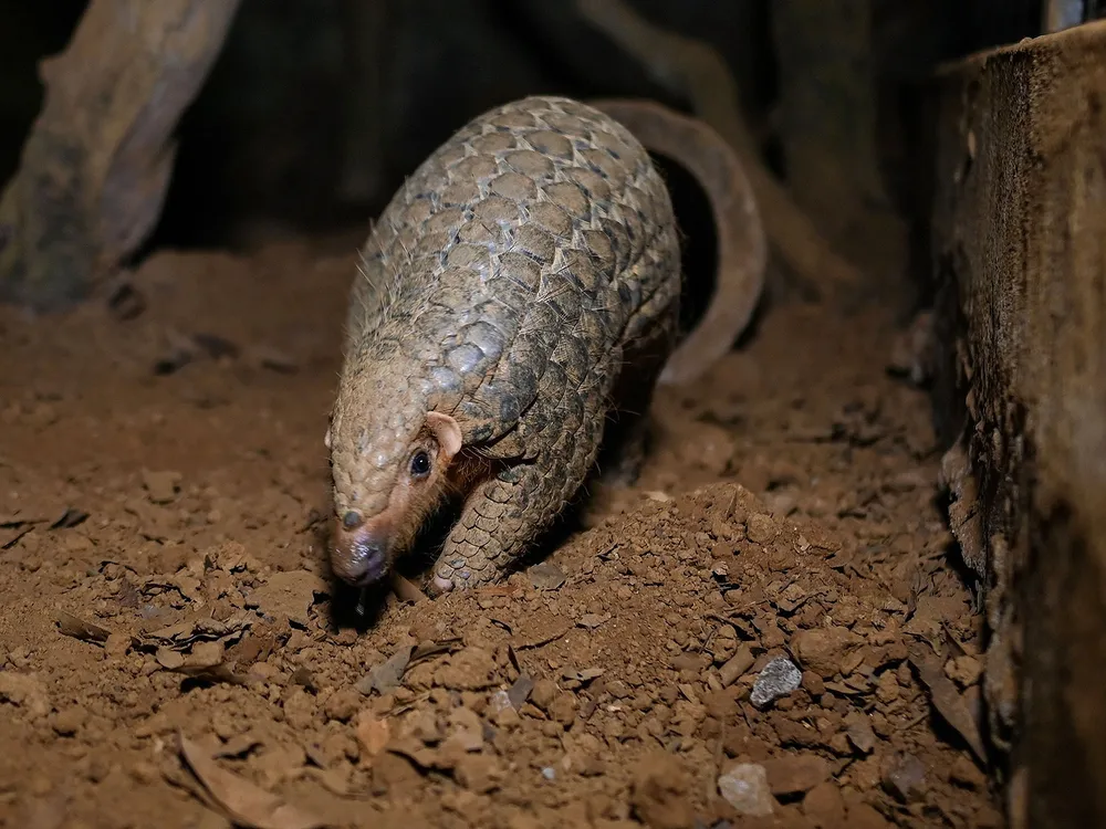 Pangolin
