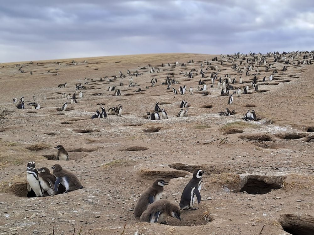 Penguin Colony