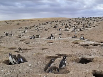 The Punta Medanosa colony of Magellanic penguins on the coast of Argentina has nearly 8,000 breeding pairs. Other colonies number in the hundreds of thousands.