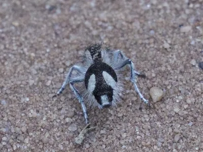 The wasp species known as the &quot;velvet ant&quot; has a pattern of white and ultra-black coloration.