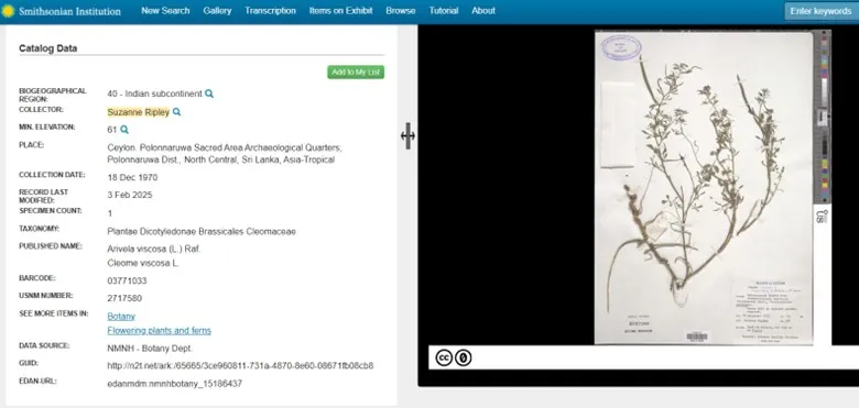 Screenshot of the metadata (left) for a botanical specimen (right). The metadata shows Suzanne Ripley as the Collector.