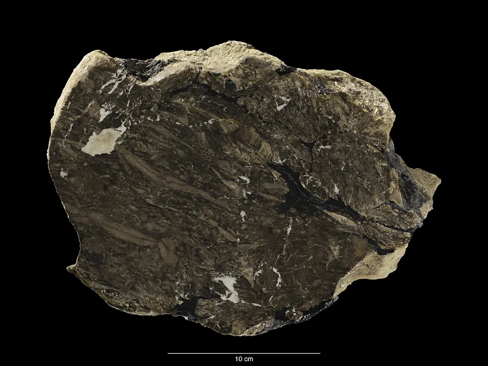 A circular rock is cut in half against a black background, revealing the plant material fossilized inside.