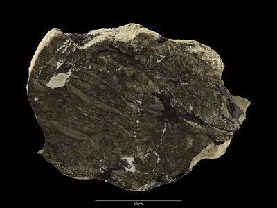 A circular rock is cut in half against a black background, revealing the plant material fossilized inside.