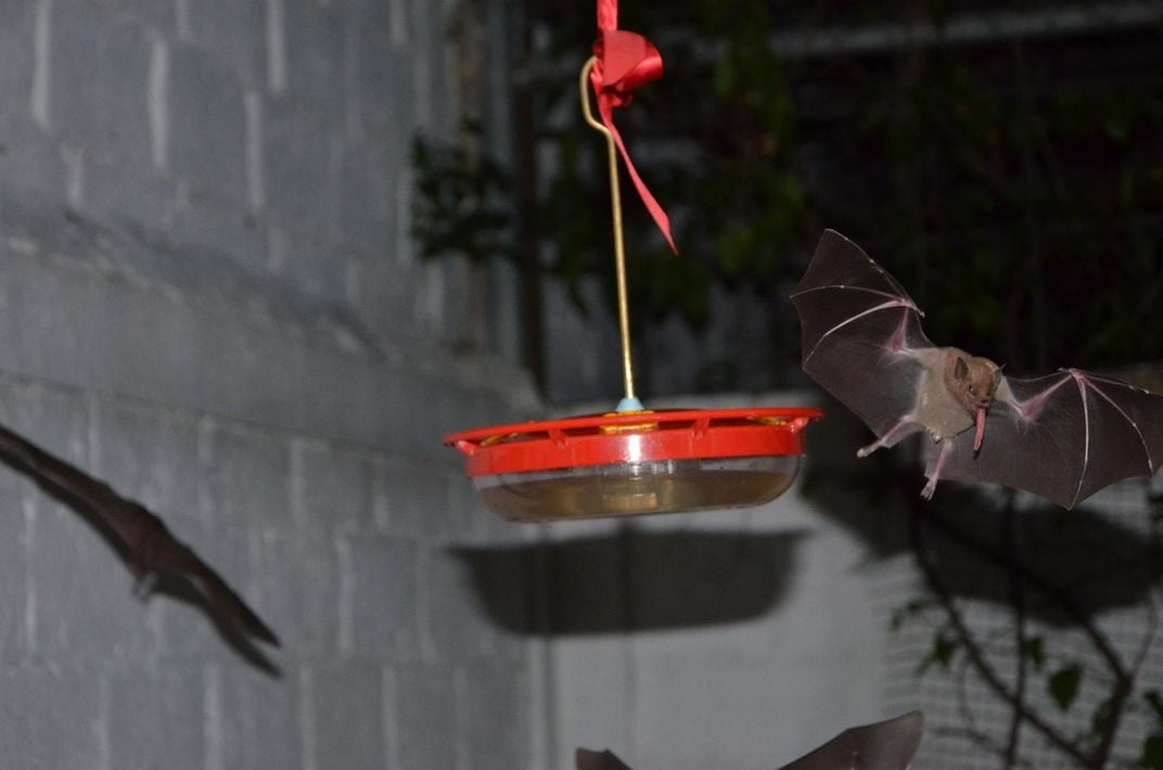 a bat with a long tongue flies near a red hummingbird feeder