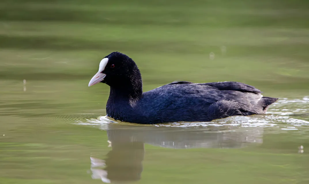 Black bird with white beak swimming atop water