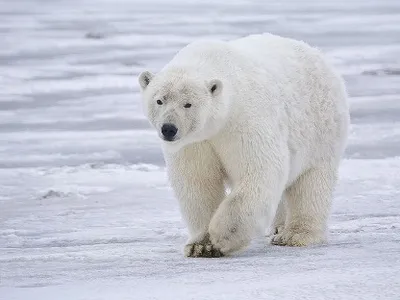 A polar bear near Kaktovik, Alaska. New research reveals how polar bears keep ice off their fur.