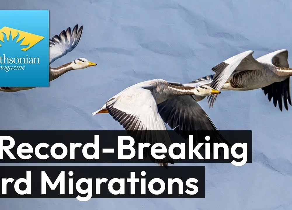 Preview thumbnail for video '5 Record-Breaking Bird Migrations