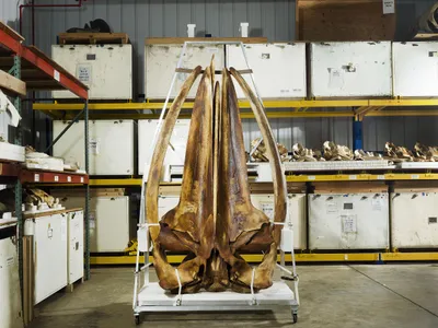 This adult Rice&#39;s whale skull at the National Museum of Natural History is the only specimen of its kind.