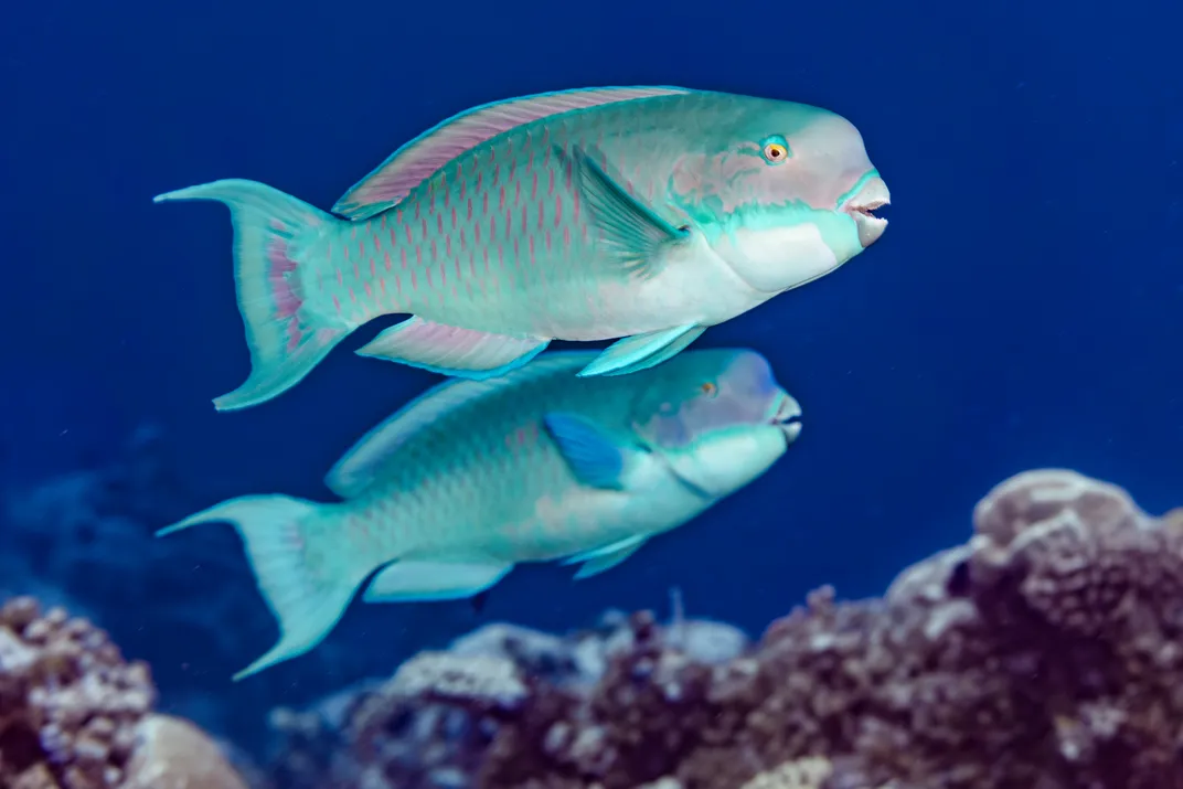 Iridescent fish swimming underwater