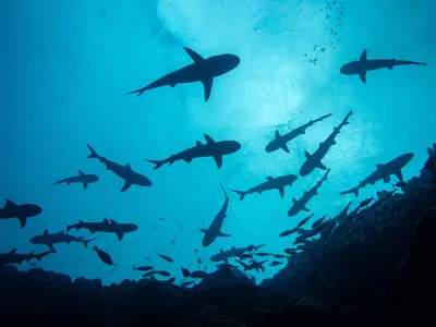 Reef sharks are abundant in the new marine proteted area.