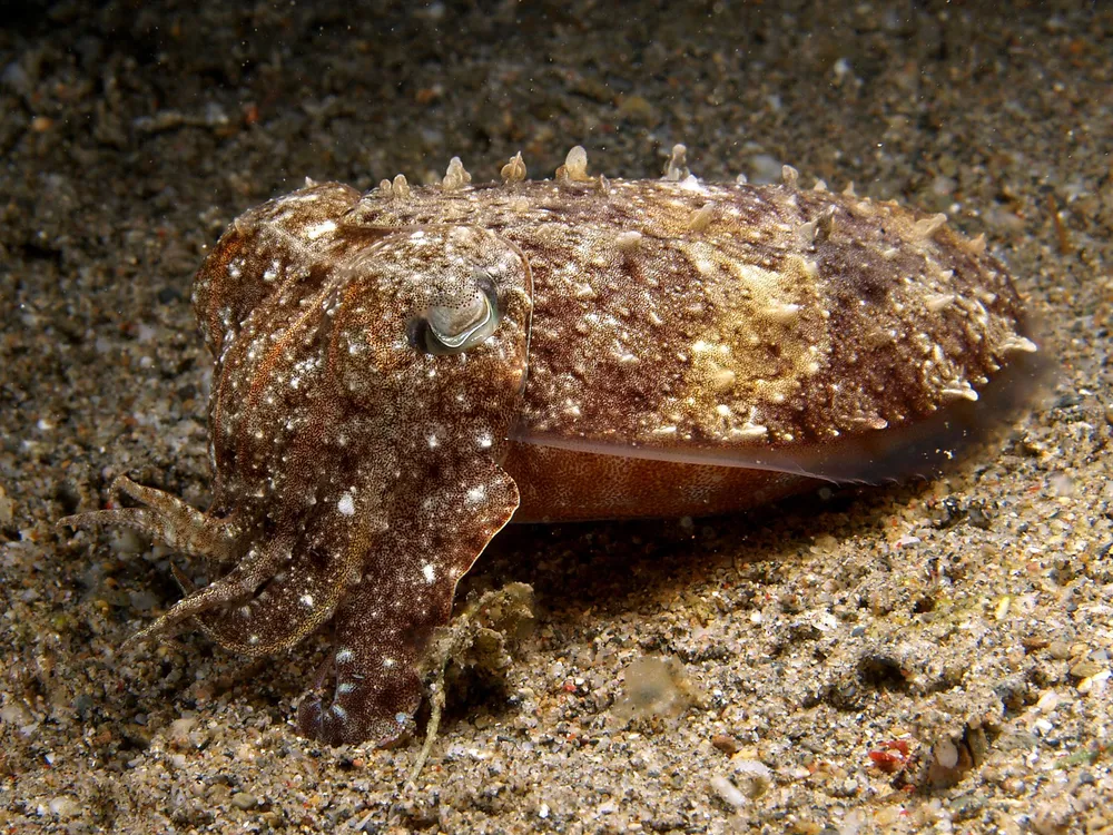 A cuttlefish on the ocean floor