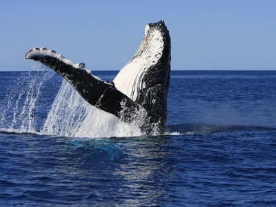 A humpback whale