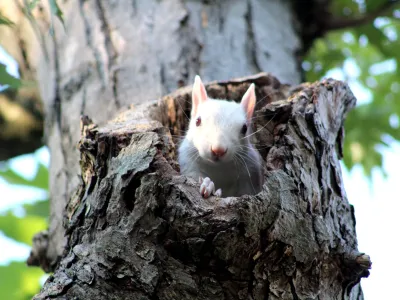 An albino squirrel peeks out from within a tree.