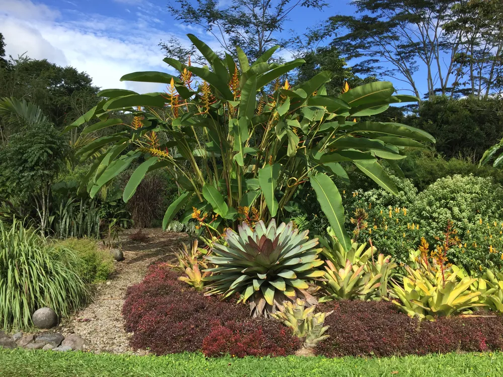 Heliconia