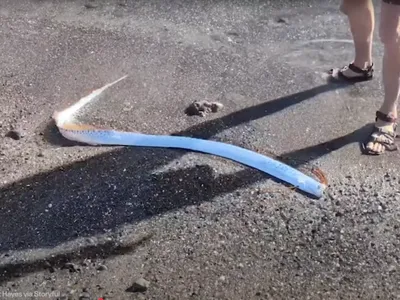 An oarfish surfaced in&nbsp;Playa El Quemado, Mexico, earlier this month.