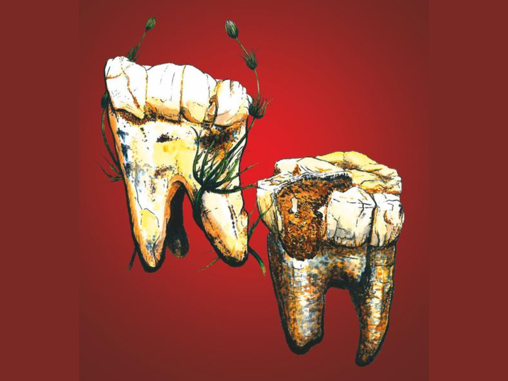 teeth illustration