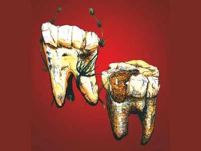 Hand-drawn illustration of two of the seven sampled molars from Australopithecus