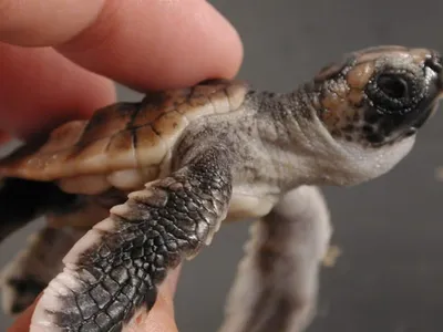 In captivity, baby loggerhead turtles do a little dance when they know food is coming.